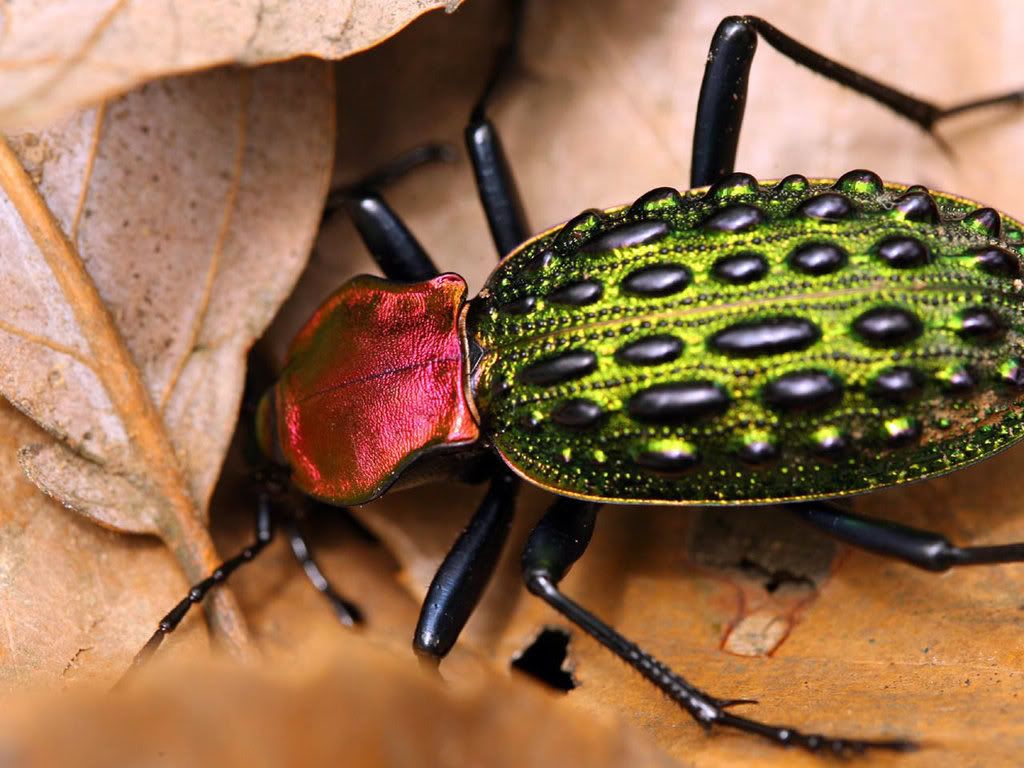 MacroWallpapers226.jpg