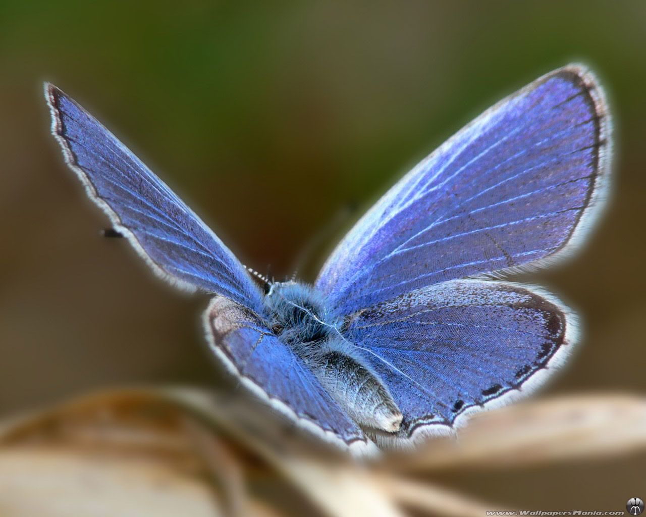 MacroWallpapers232.jpg