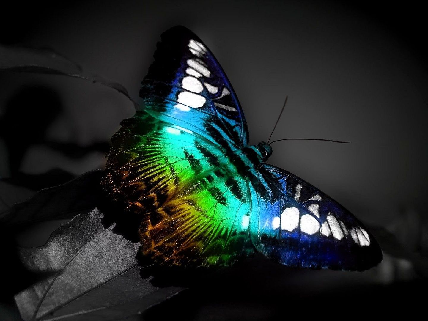 MacroWallpapers233.jpg