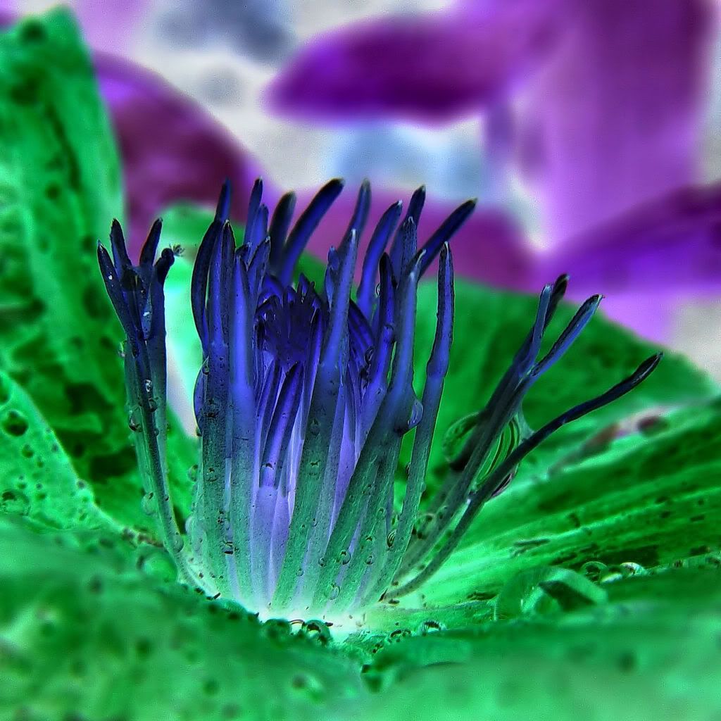 MacroWallpapers234.jpg