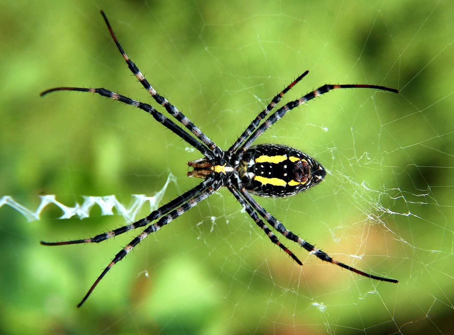 MacroWallpapers236.jpg