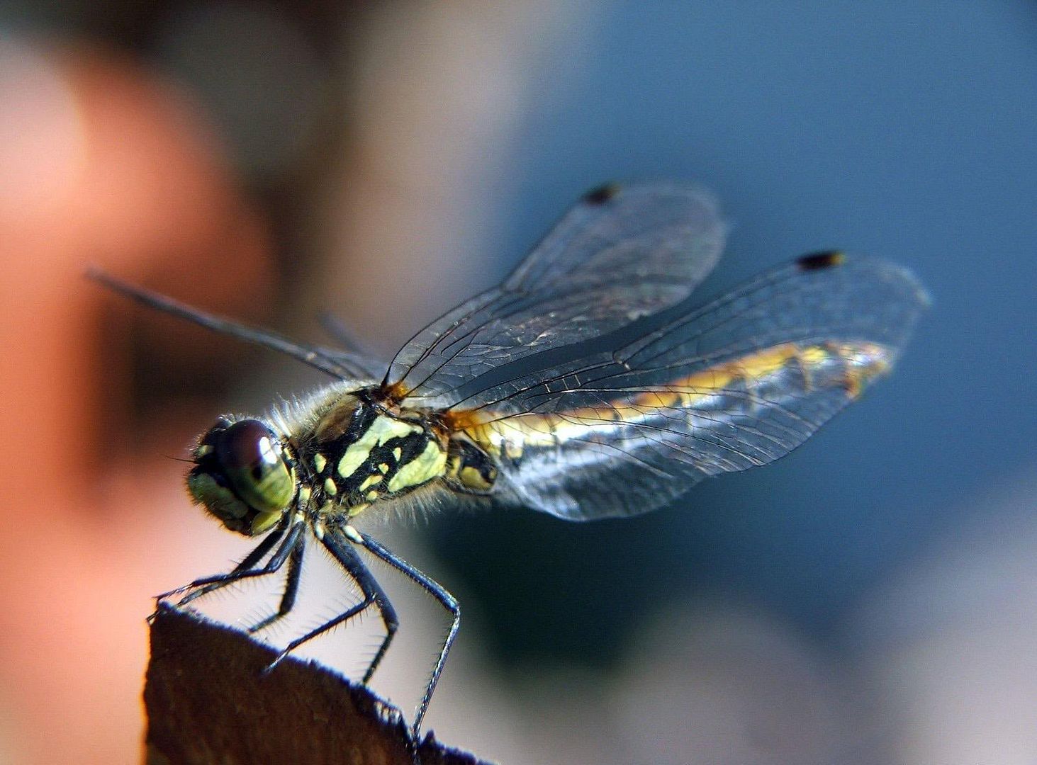 MacroWallpapers237.jpg