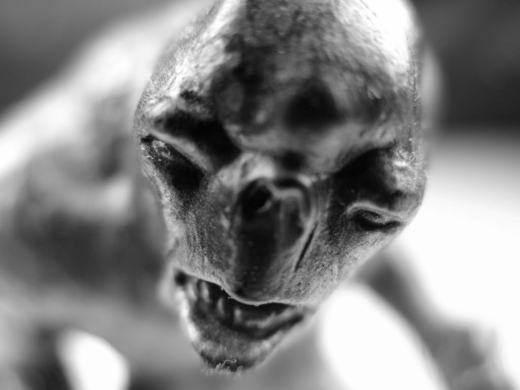 MacroWallpapers238.jpg