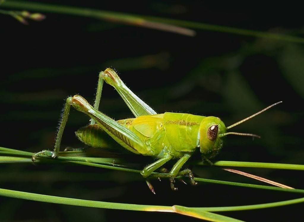 MacroWallpapers239.jpg