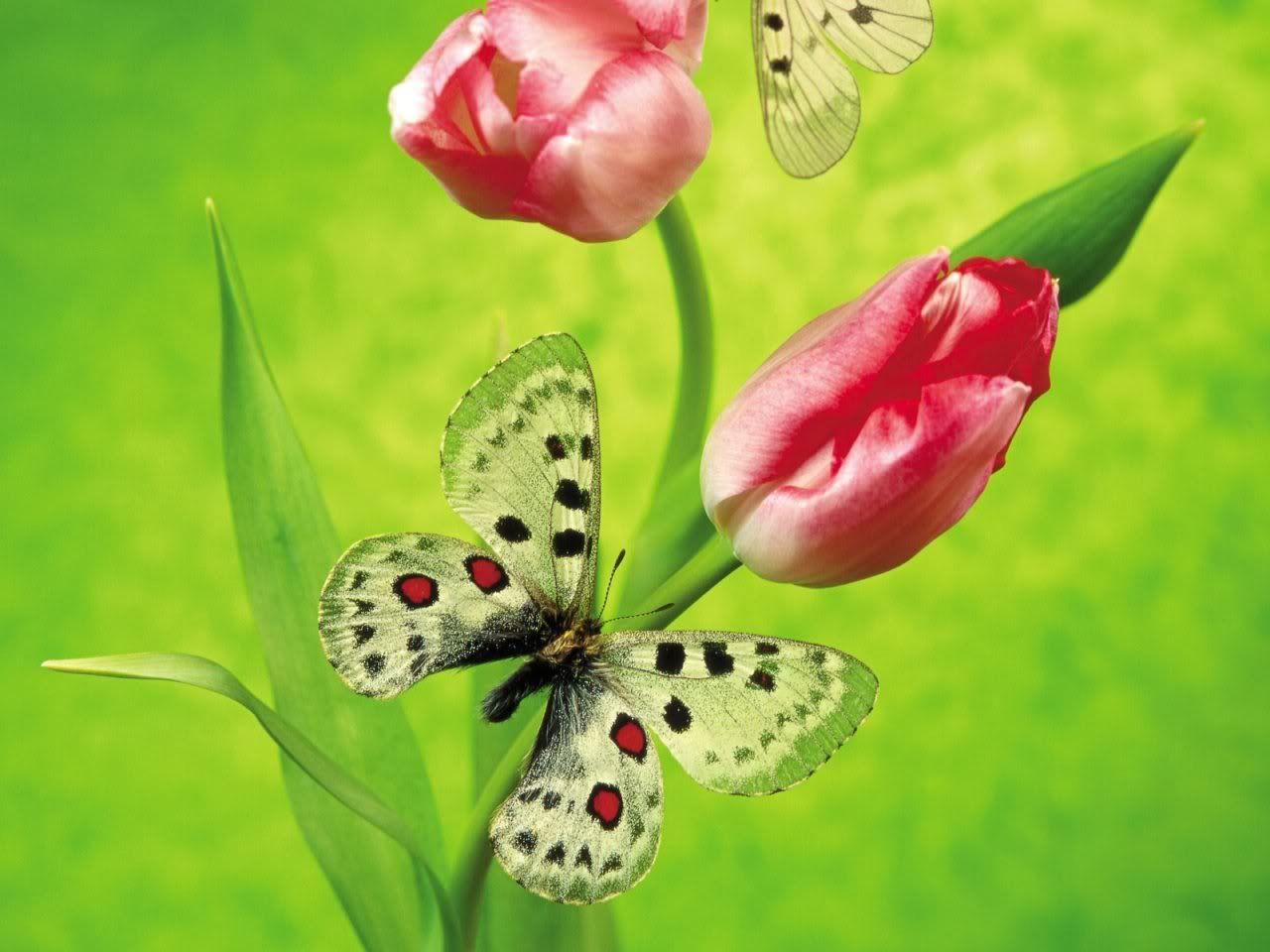MacroWallpapers240.jpg