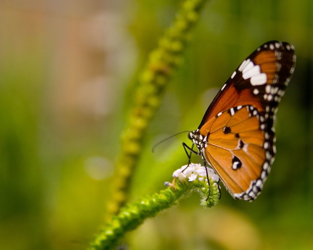 MacroWallpapers241.jpg