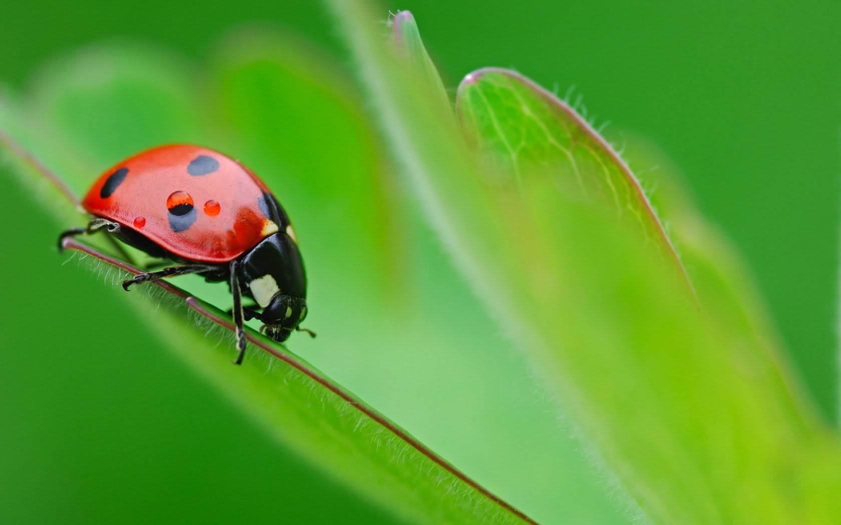 MacroWallpapers242.jpg