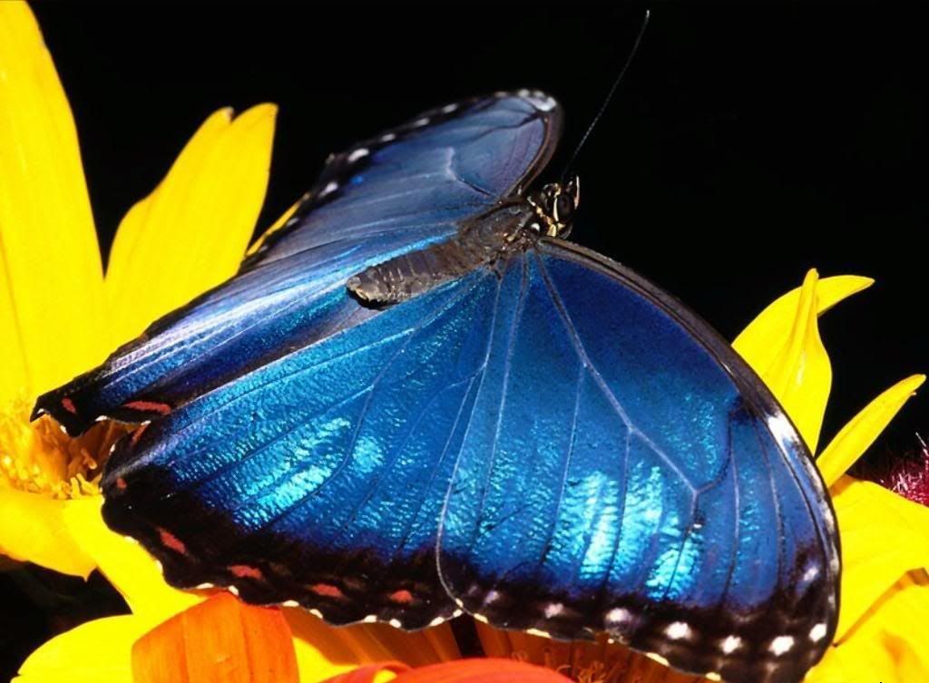 MacroWallpapers243.jpg