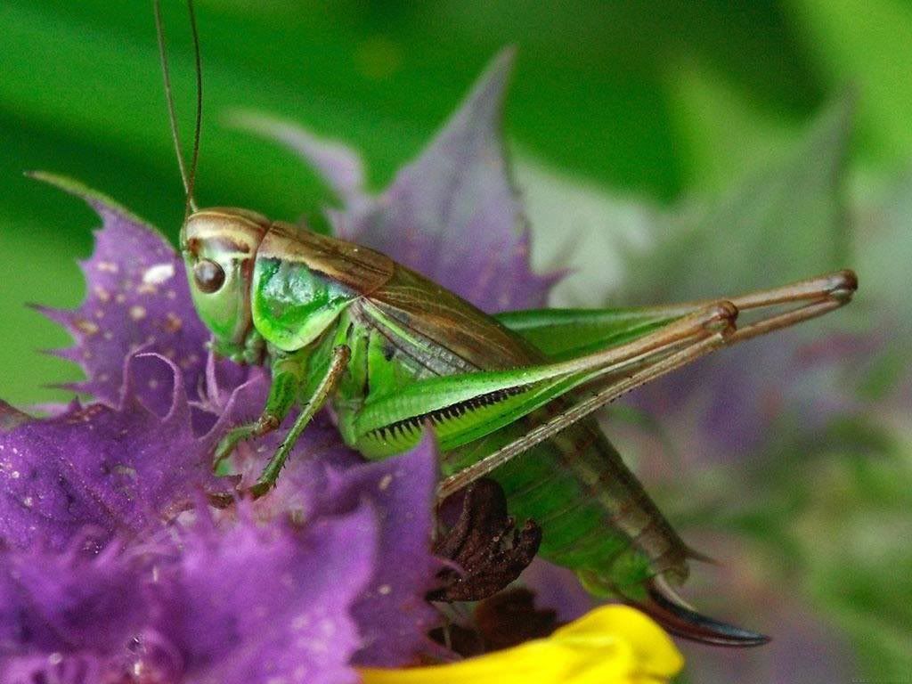MacroWallpapers244.jpg