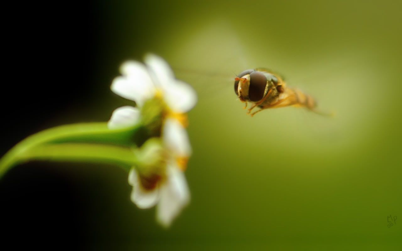 MacroWallpapers245.jpg