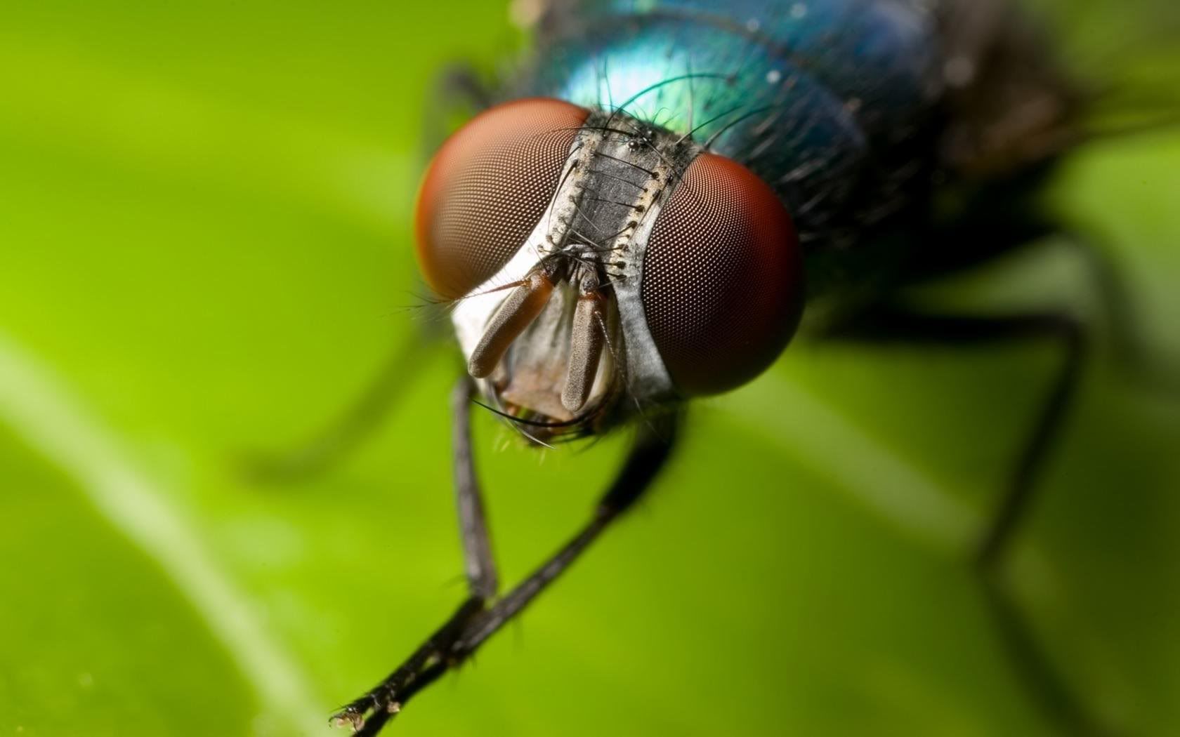 MacroWallpapers246.jpg