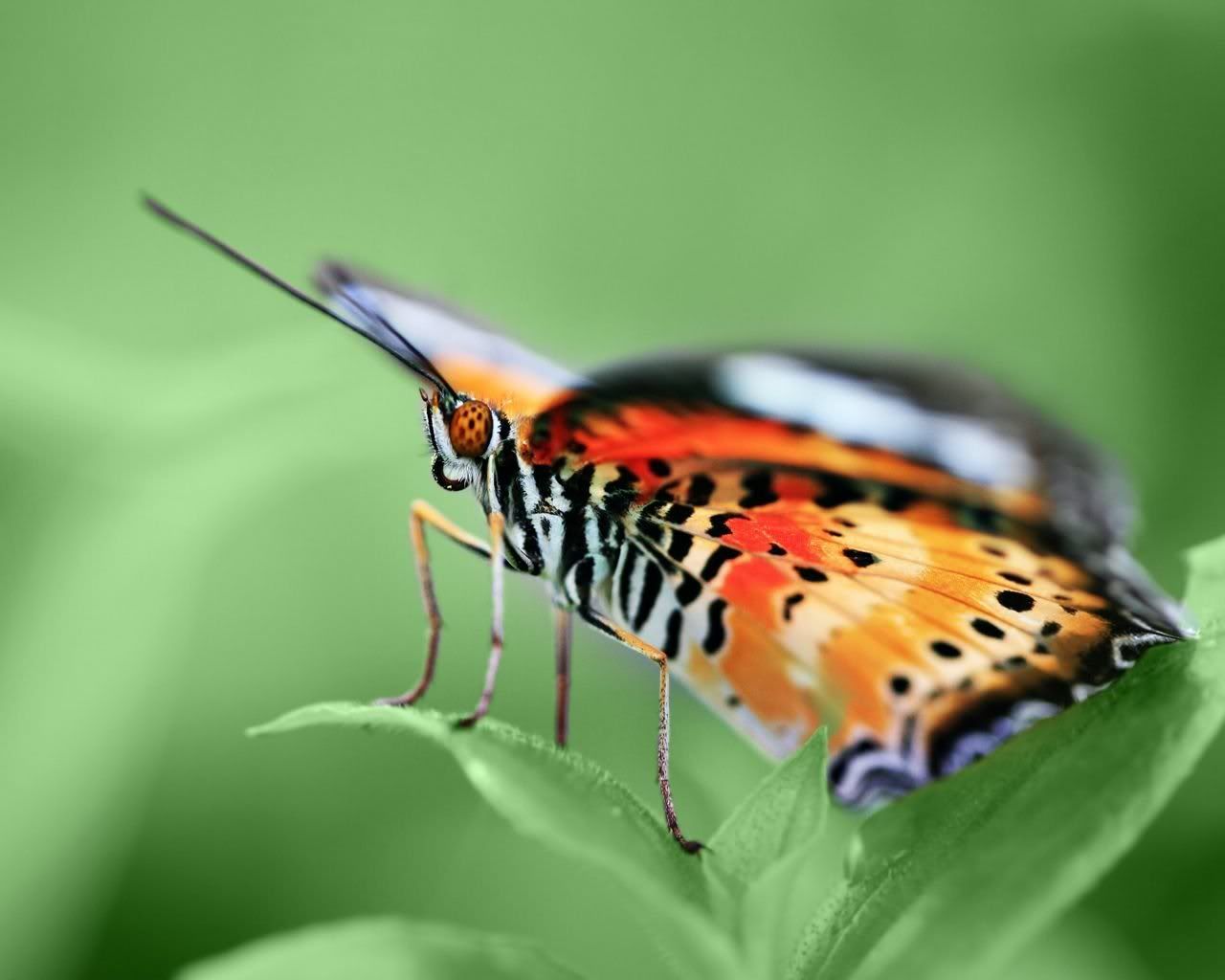 MacroWallpapers248.jpg