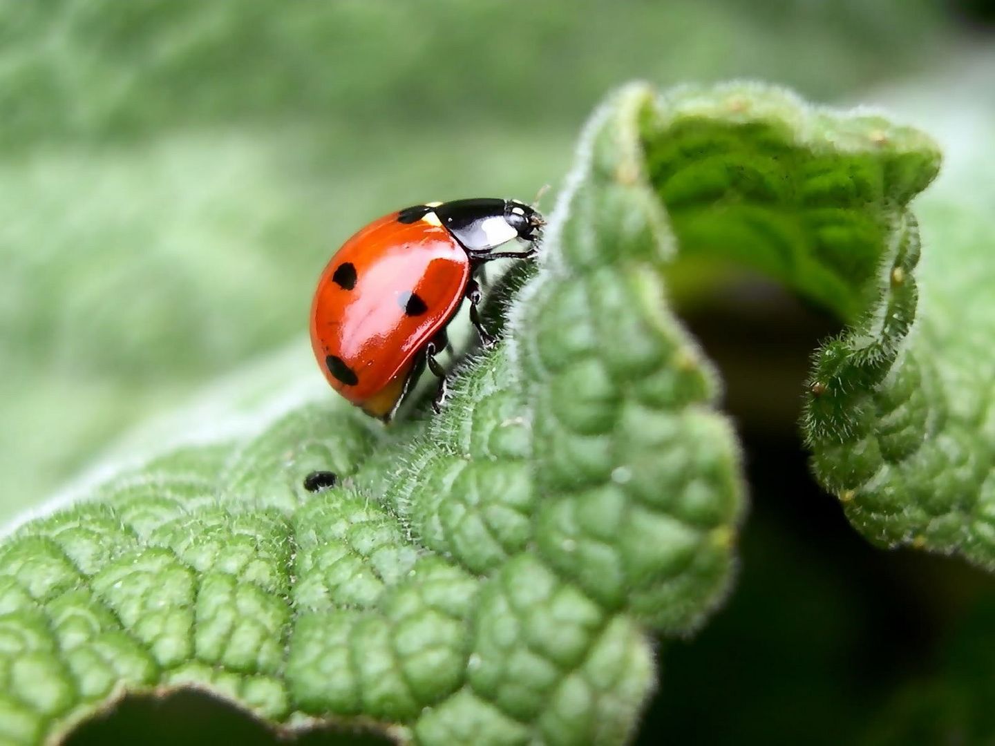 MacroWallpapers25.jpg