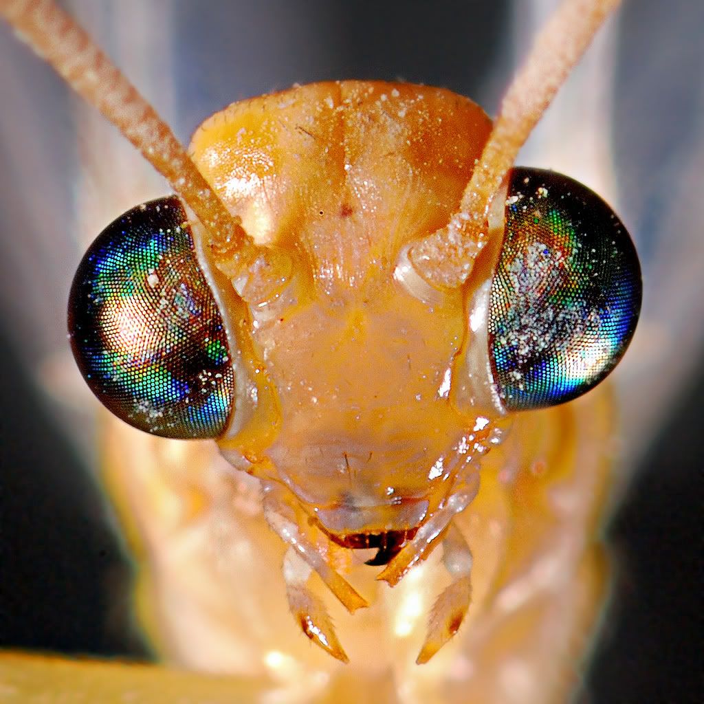 MacroWallpapers26.jpg