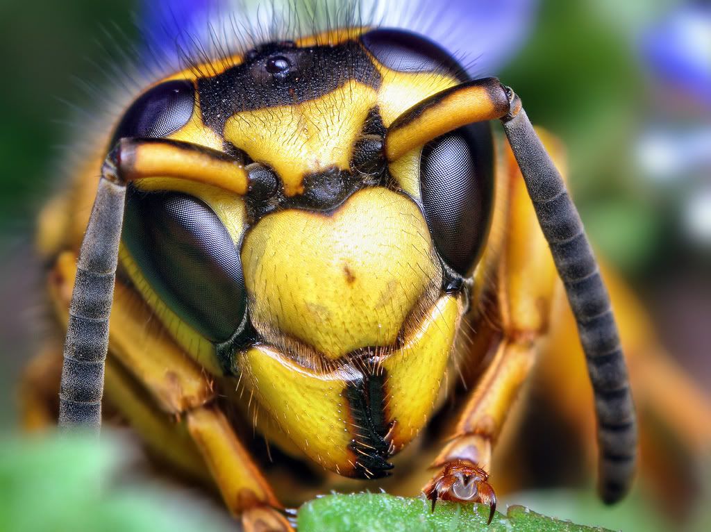 MacroWallpapers28.jpg