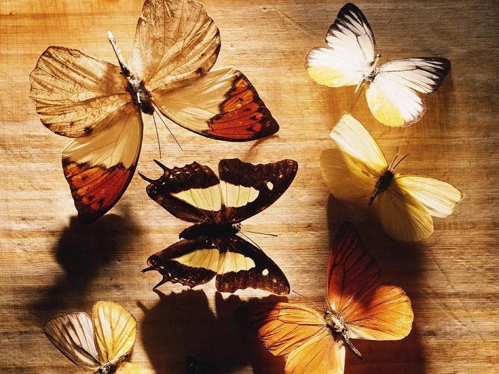 MacroWallpapers29.jpg