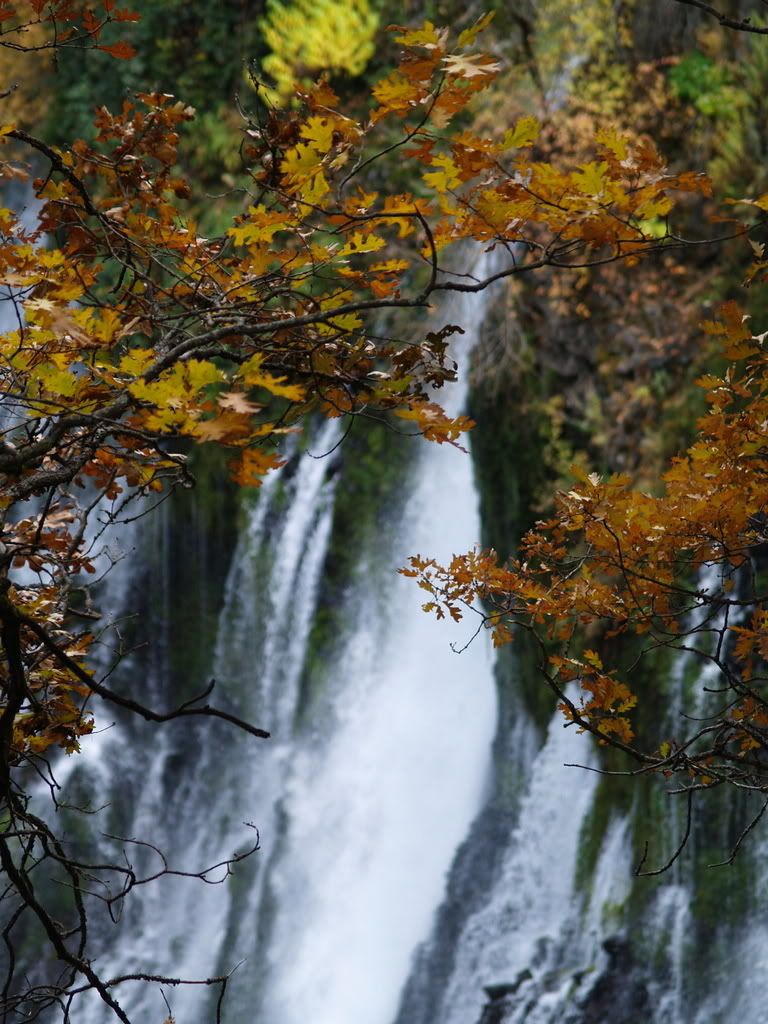 leavesandwaterfall.jpg