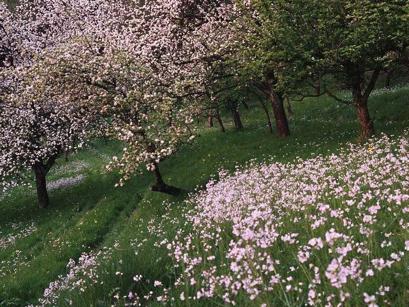 nature020pv6.jpg