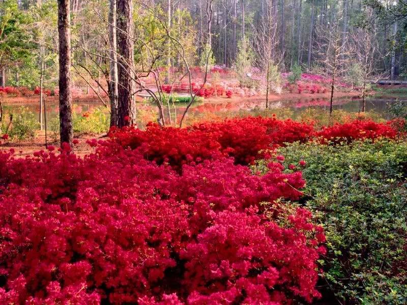 nature163wm0.jpg