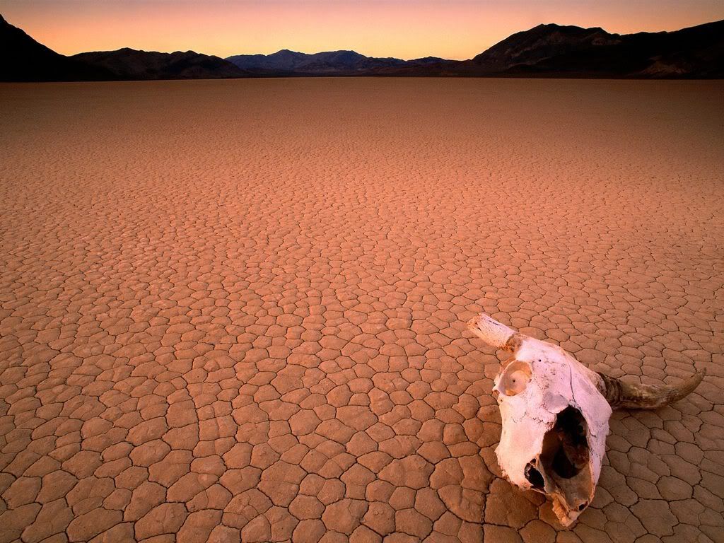 BoneDryDeathValleyCalifornia.jpg