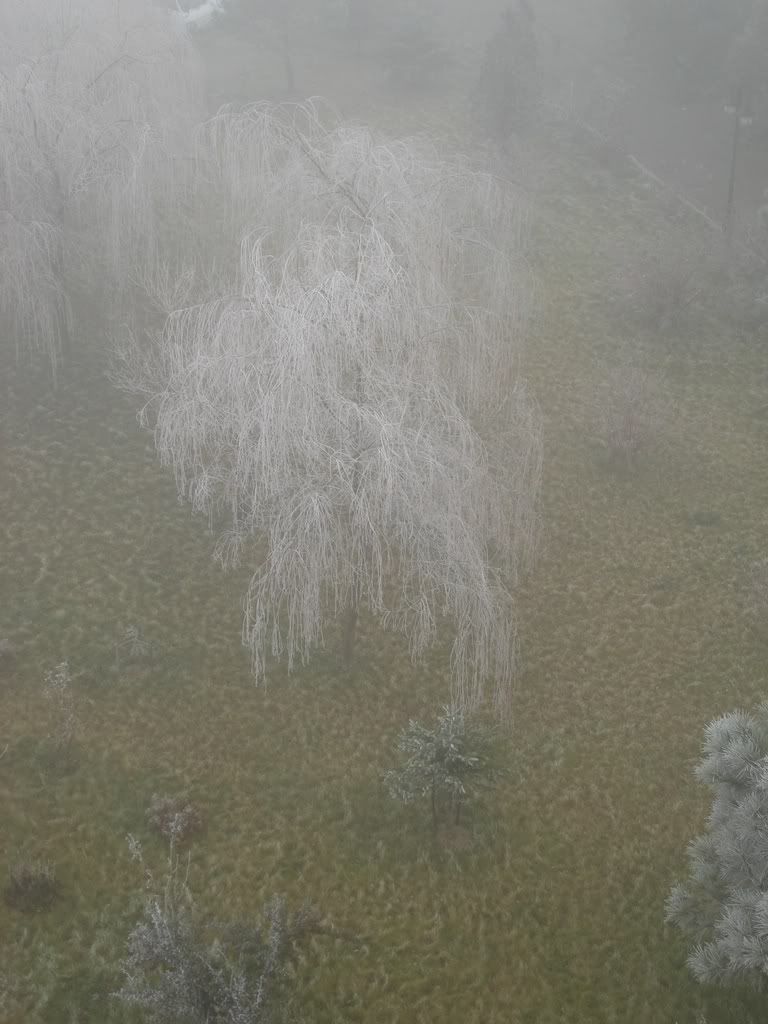 sisli7.jpg