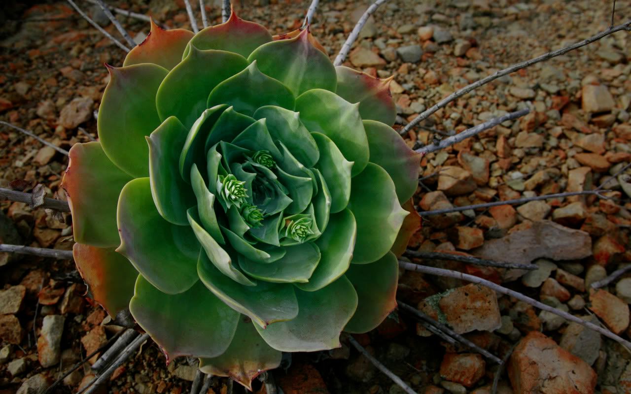 01234_santamonicaplant_2560x1600.jpg