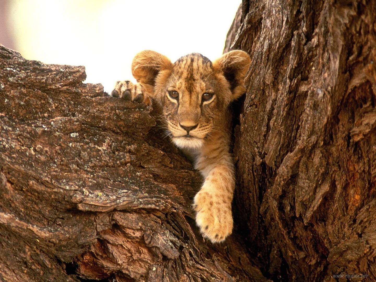AFurryFriendLionCub.jpg
