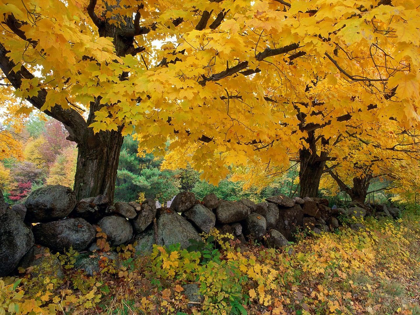 AGoldenSeasoninNewEngland.jpg