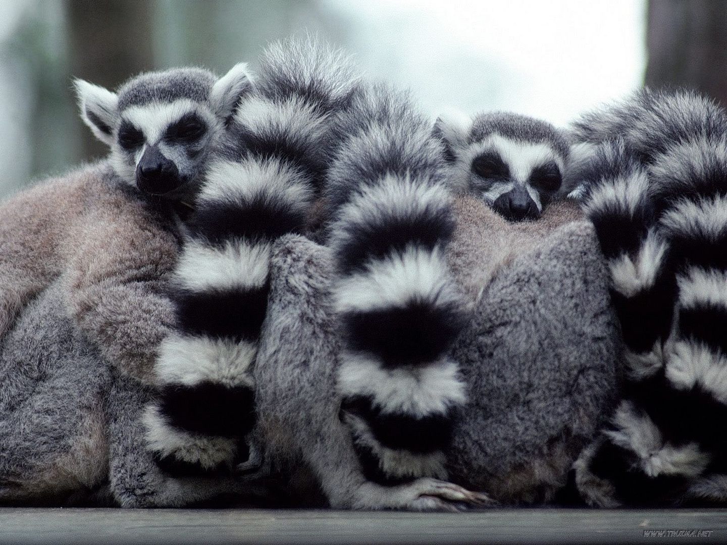 ALumpofLemurs.jpg