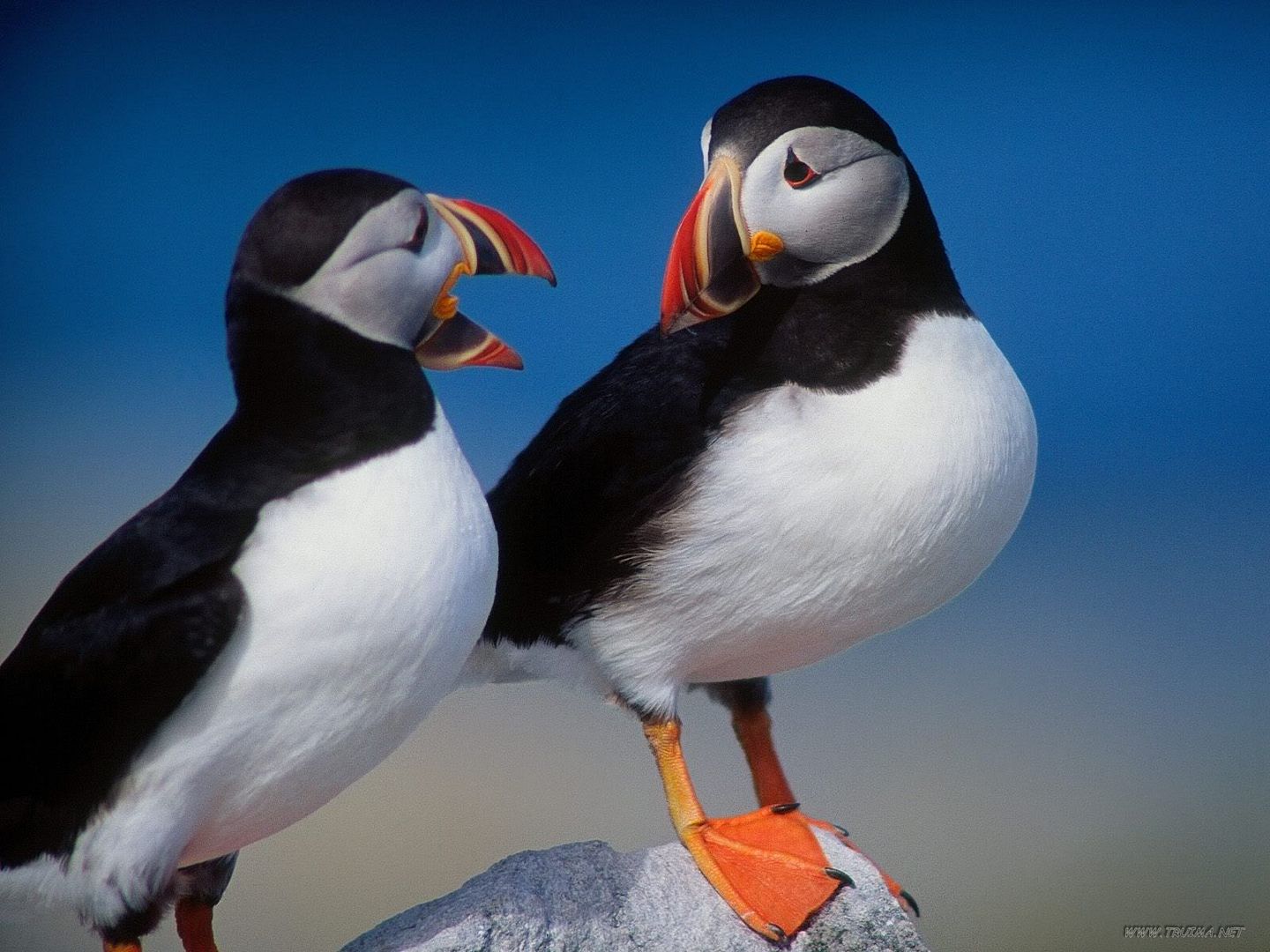 APairofPuffins.jpg