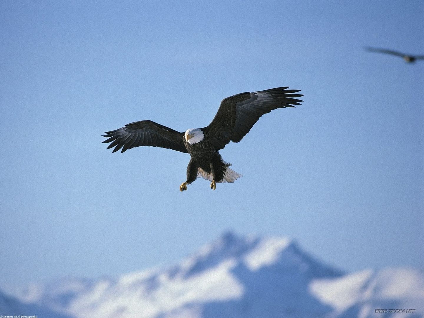 APerfectLandingBaldEagleAlaska.jpg