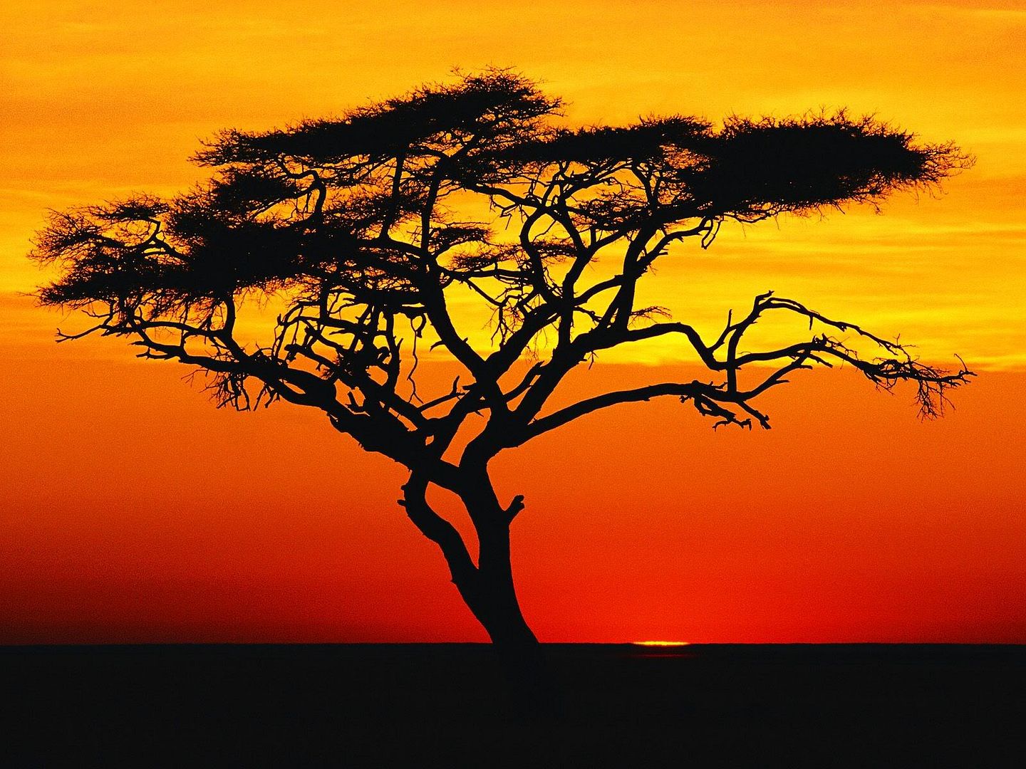 AcaciaTreeatSunsetAfrica.jpg