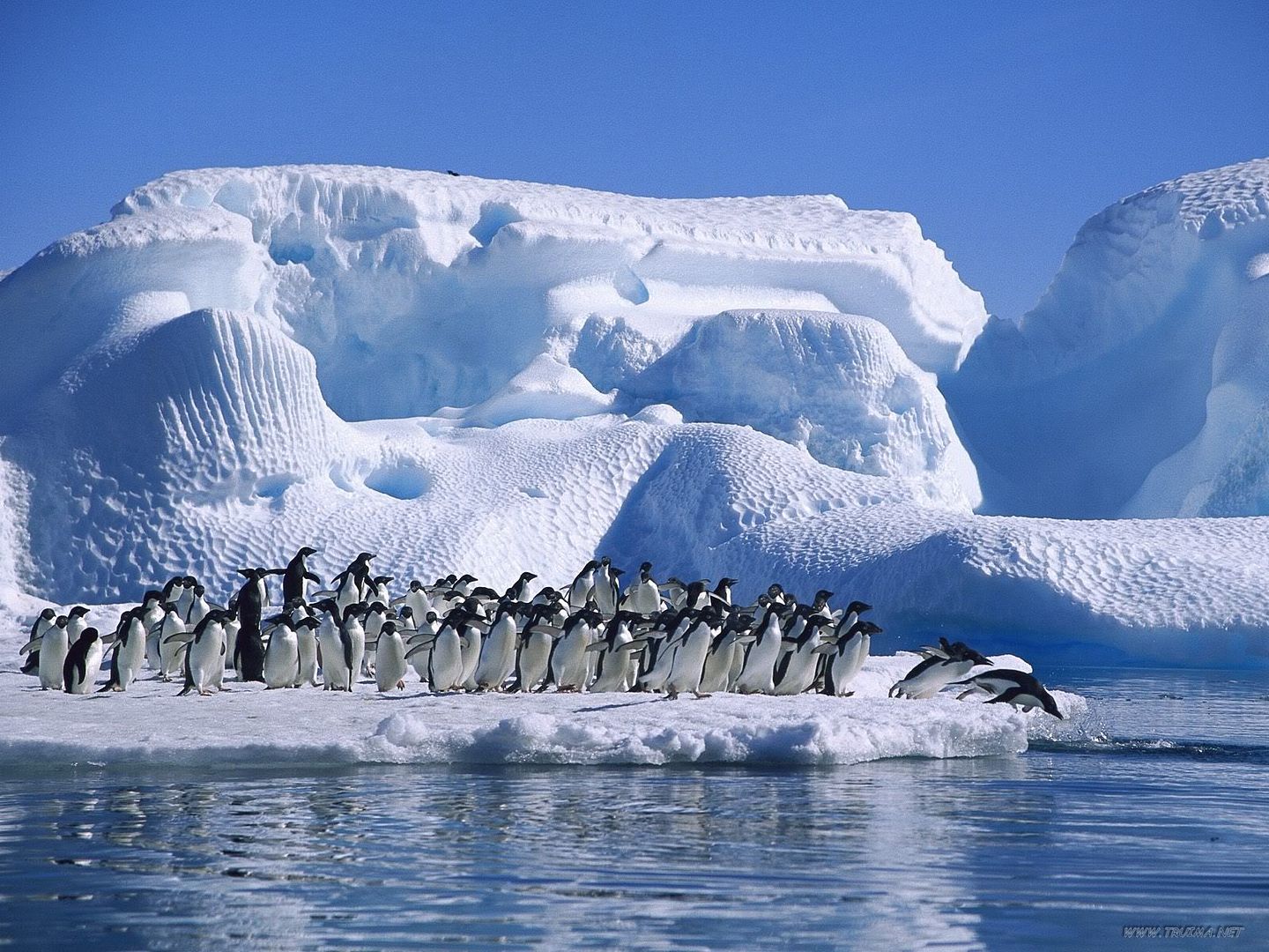 AdeliePenguinsinHopeBayAntarctica.jpg