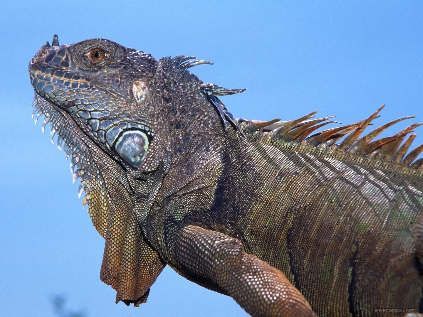 AdultGreenIguana.jpg
