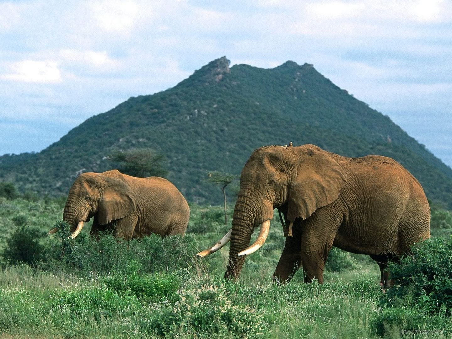 AfricanElephants.jpg