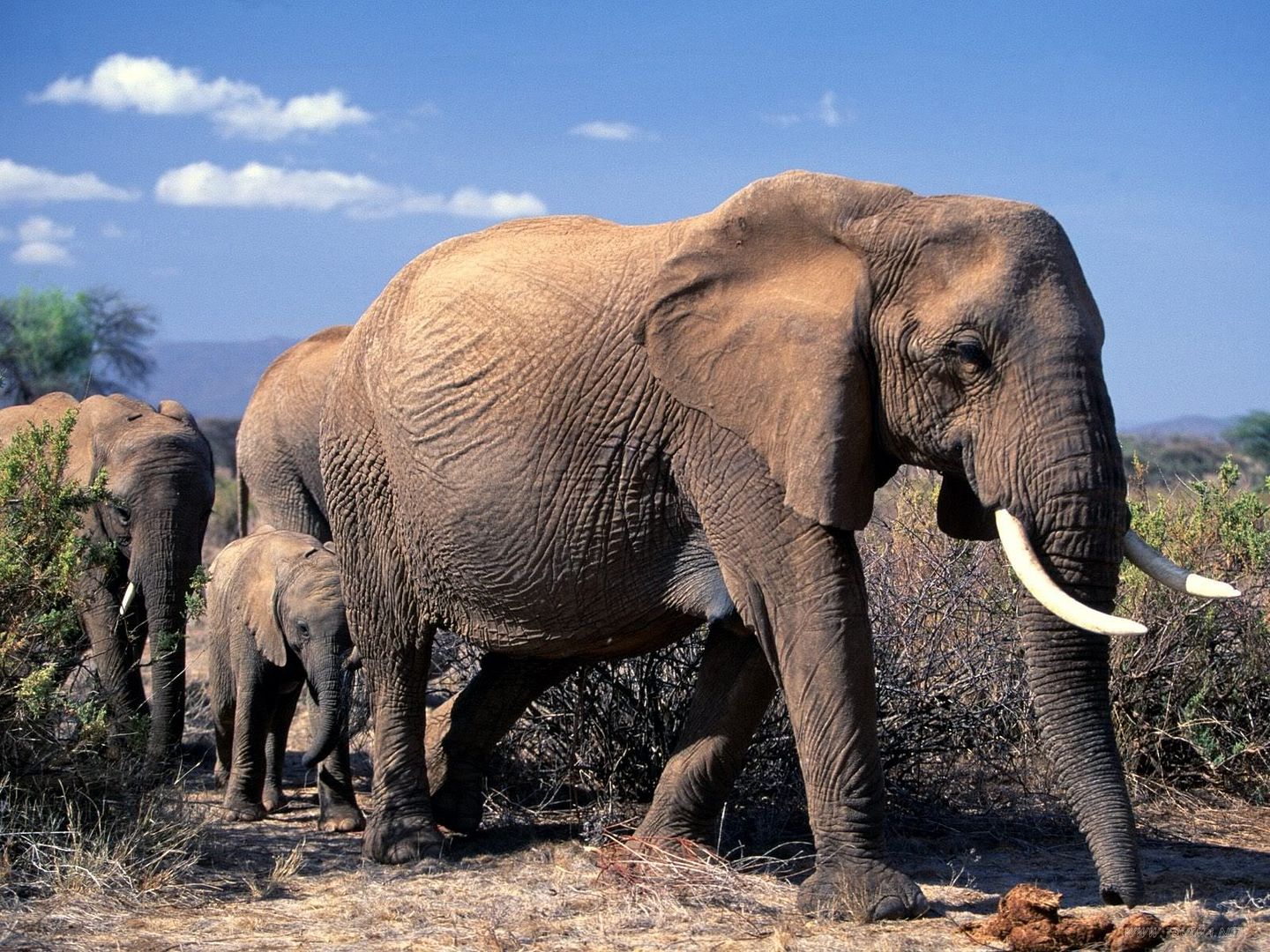 AfricanElephantsAfrica.jpg