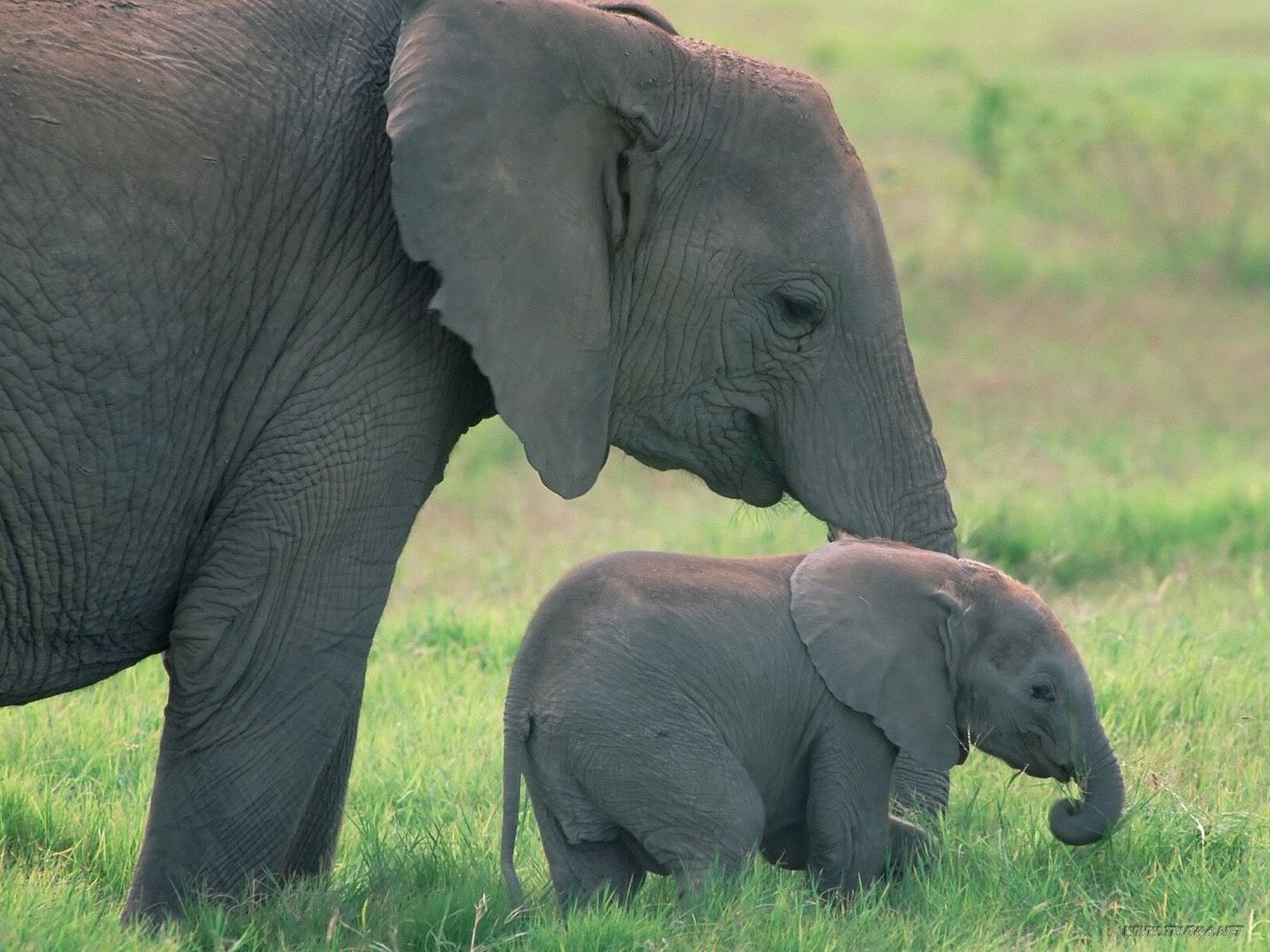 AfricanElephantsAmboseliNationalPar.jpg