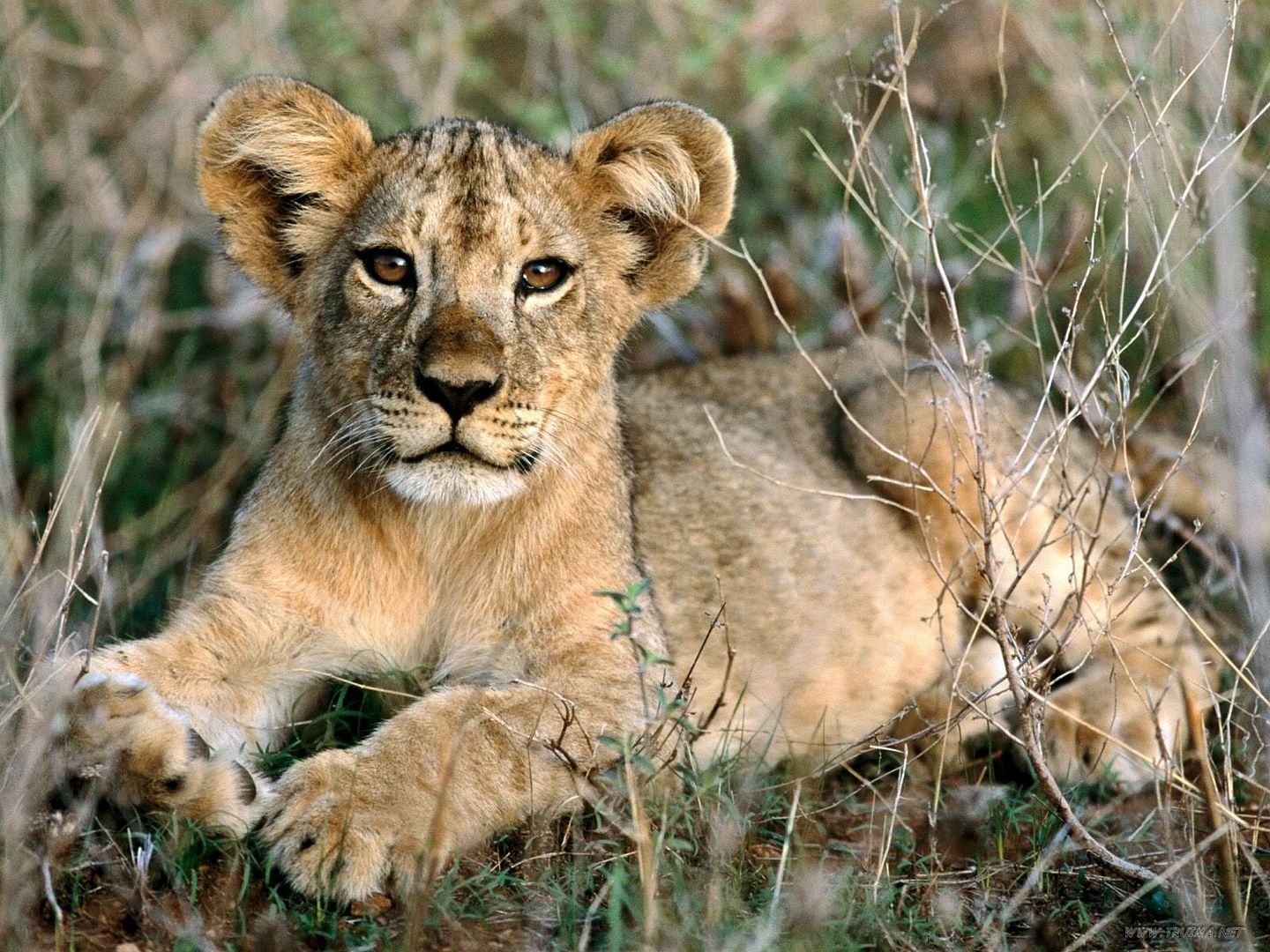 AfricanLionCubRelaxingAfrica.jpg
