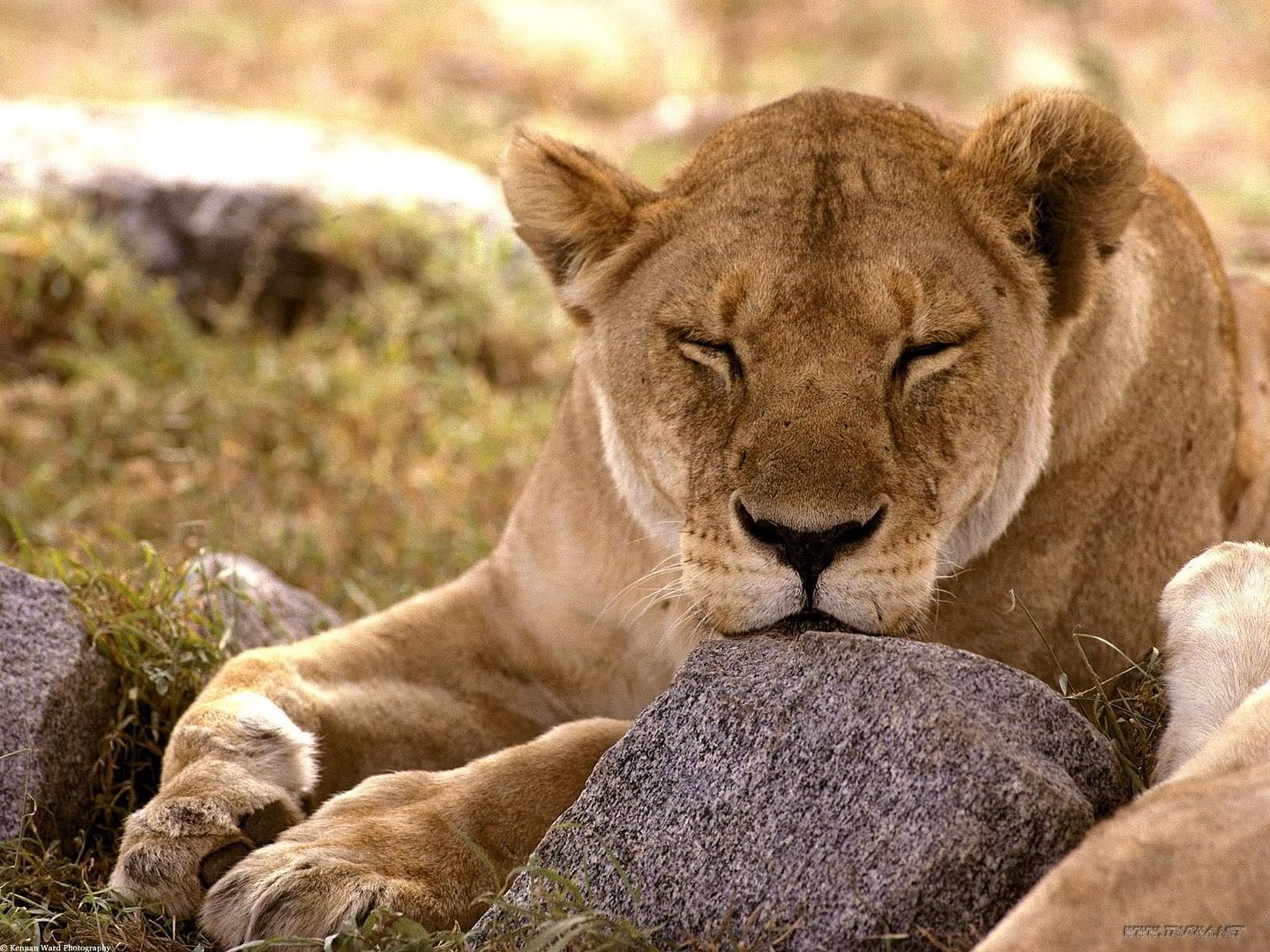 AfricanLionSerengetiAfrica.jpg