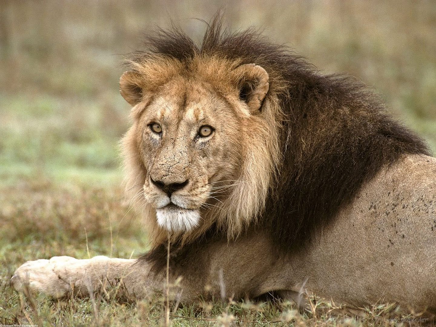 AfricanLionTanzaniaAfrica.jpg