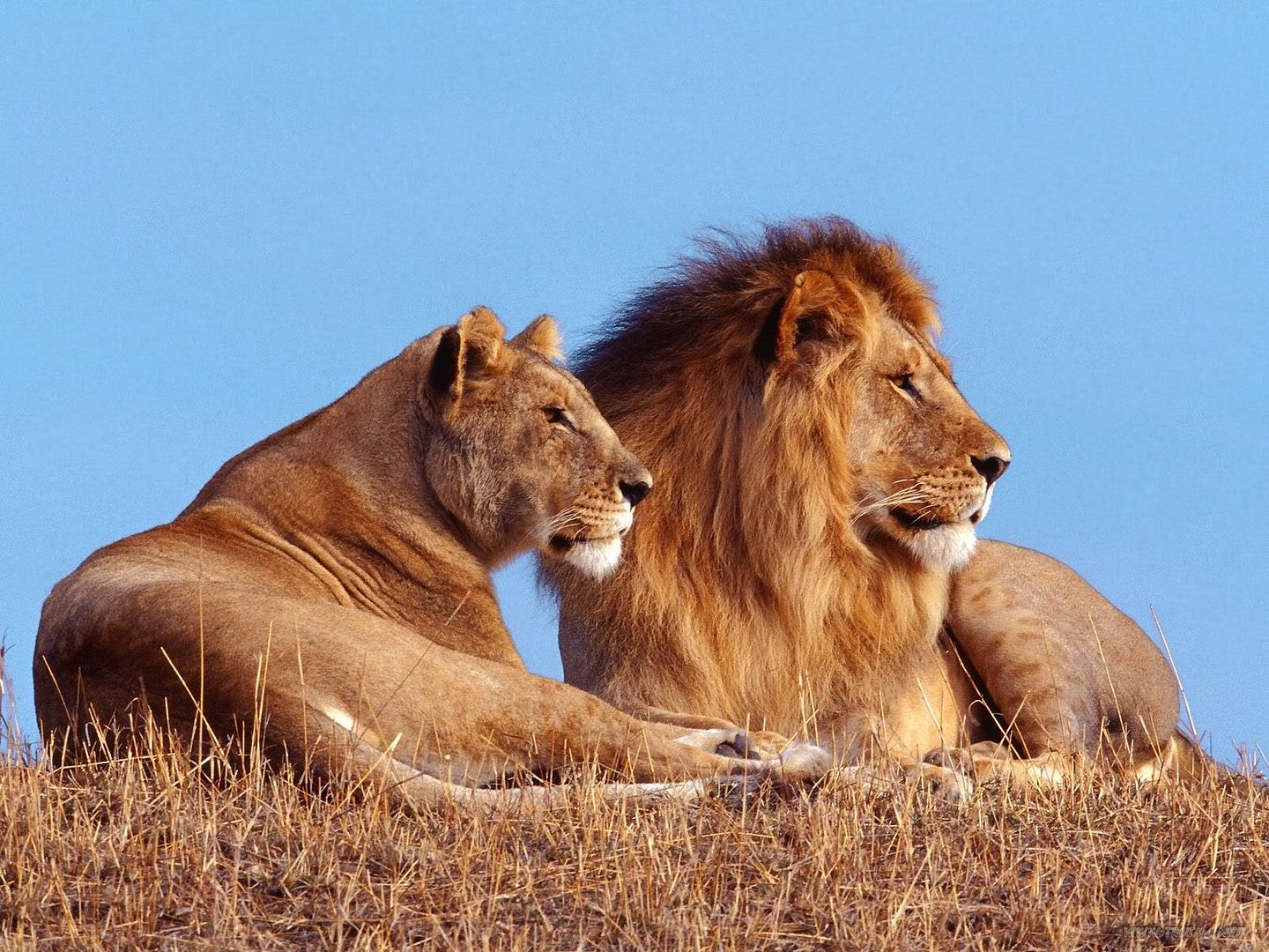AfricanLions.jpg