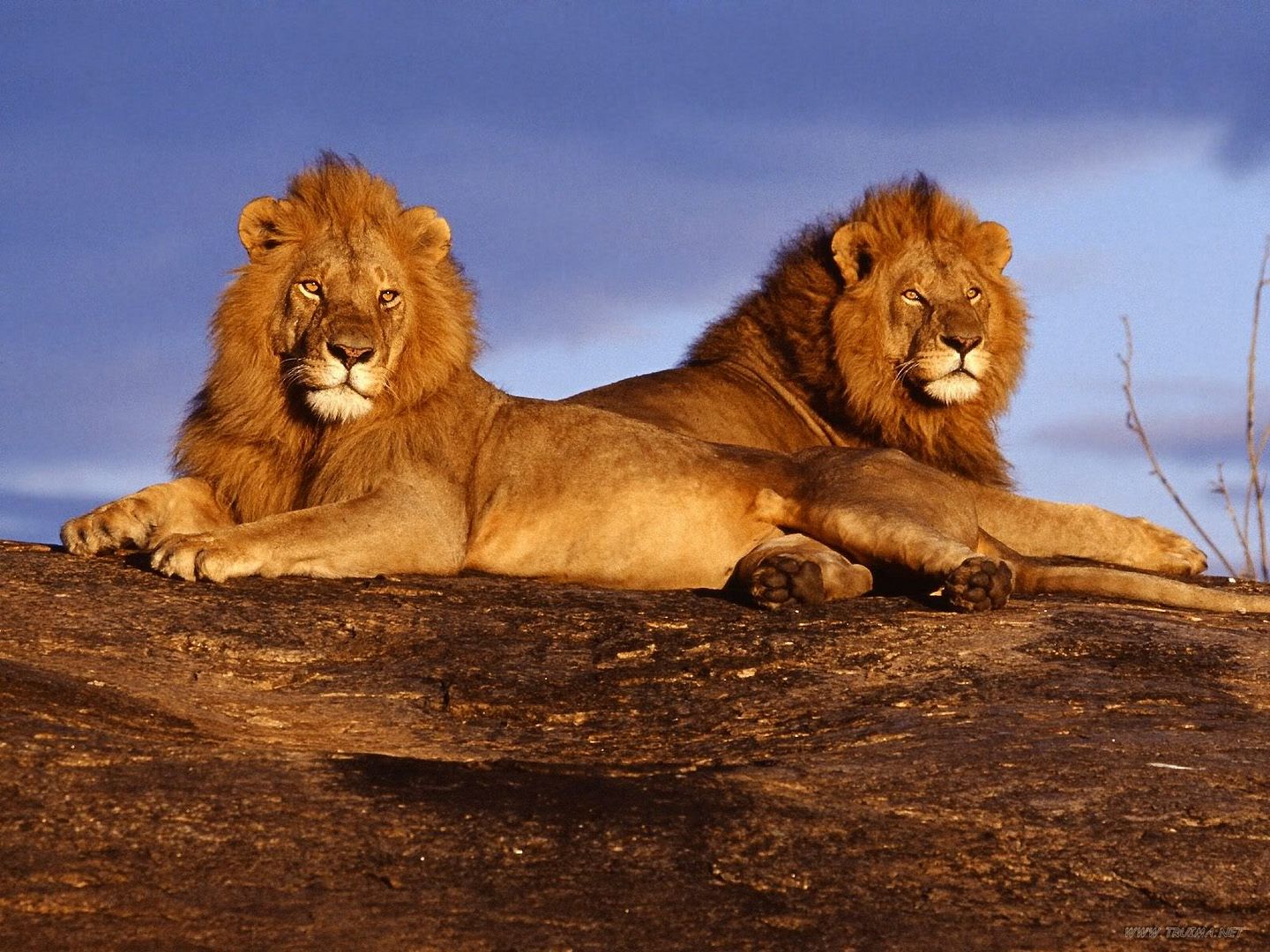 AfricanLionsMasaiMaraKenya.jpg