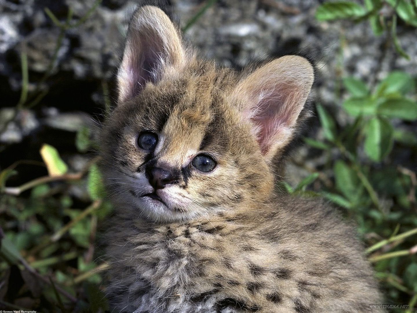 AfricanServalKitten.jpg