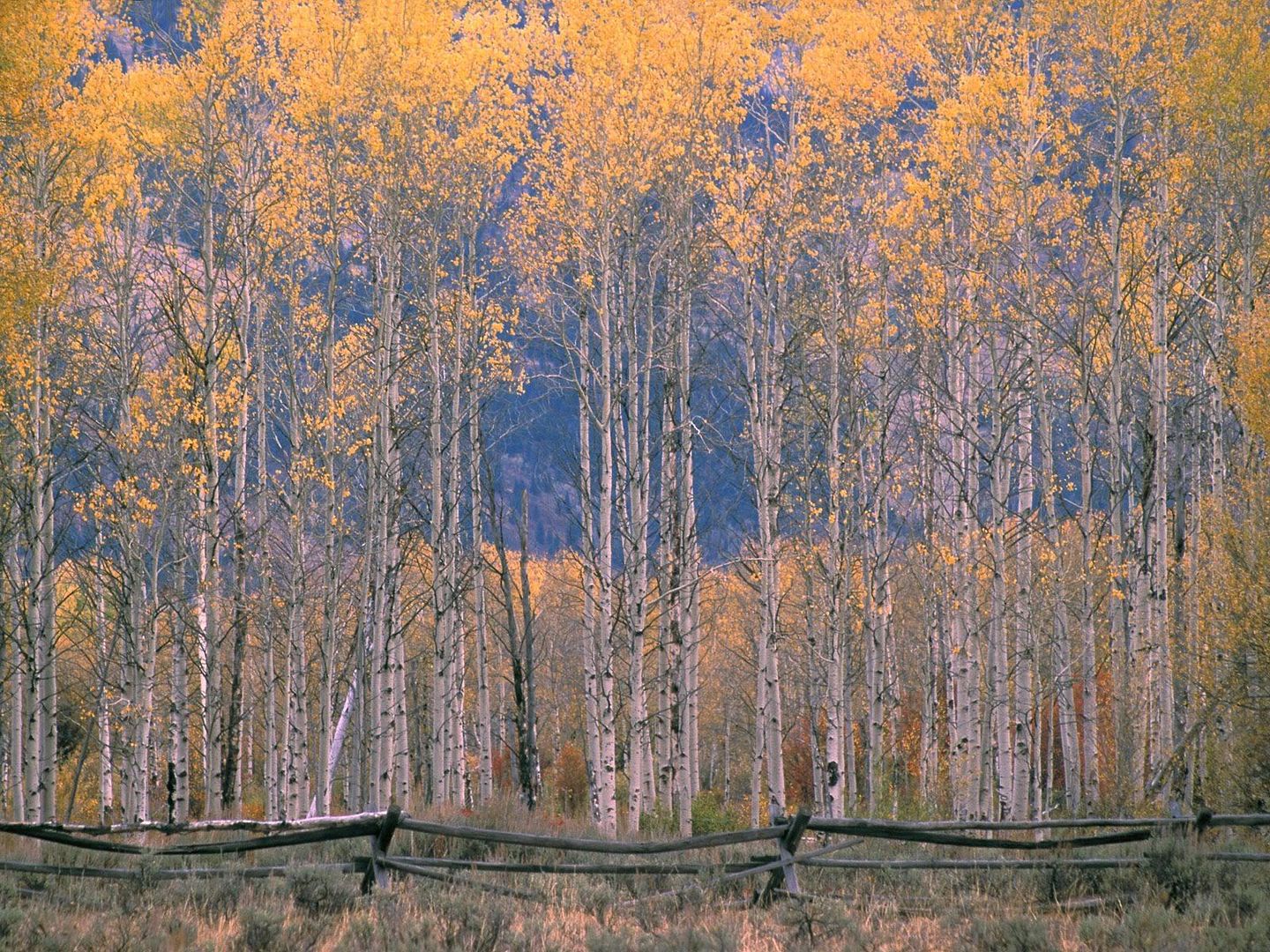 AspenSplendorJacksonHoleWyoming.jpg