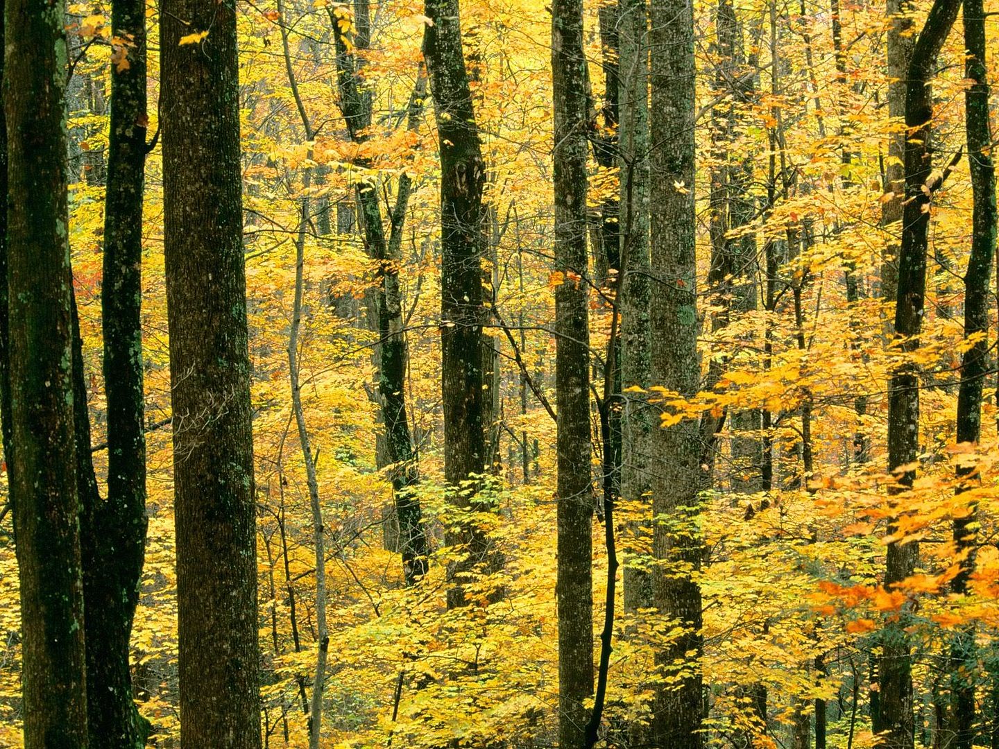 AutumnForestGreatSmokyMountainsNati.jpg