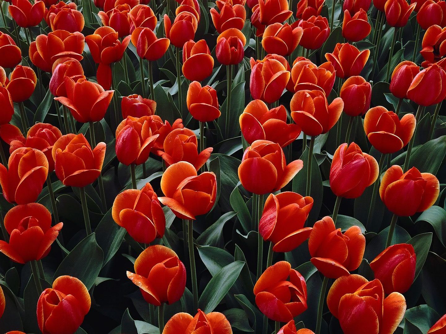 BedofRedTulips.jpg