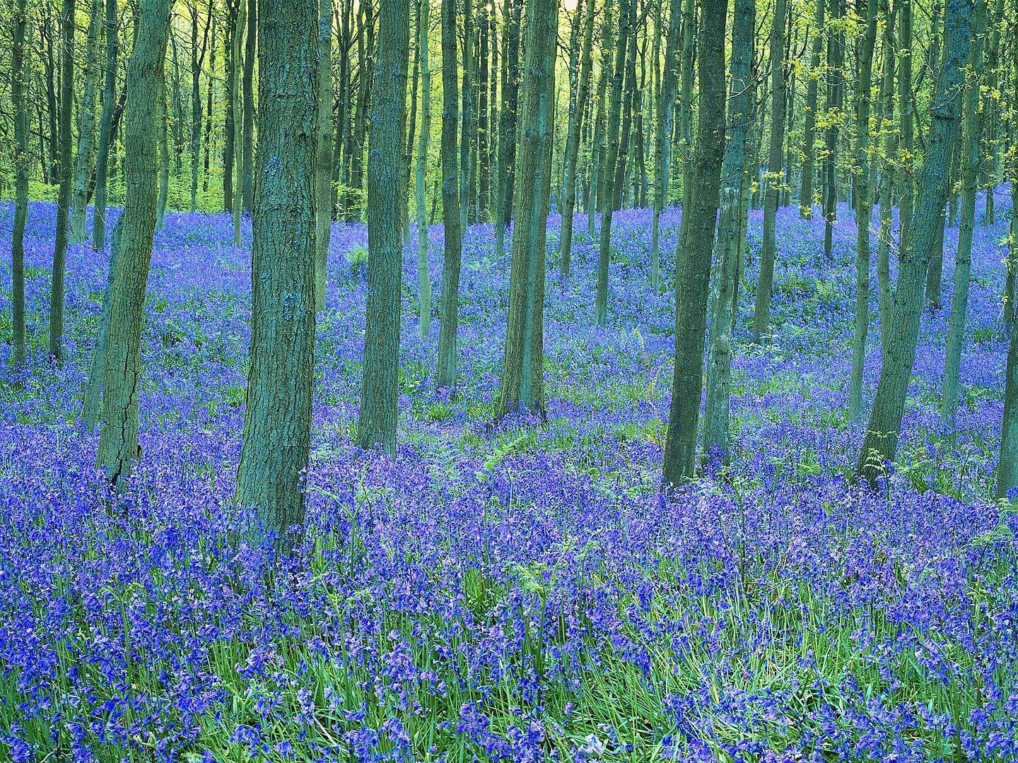 BluebellsintheForest.jpg