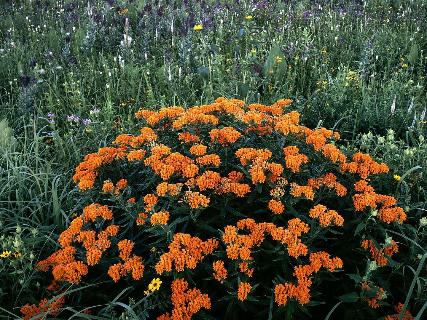 ButterflyWeedinBloomSchulenbergPrai.jpg