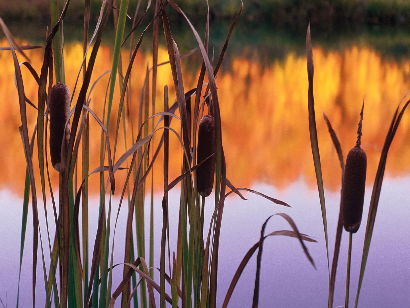 Cattails.jpg