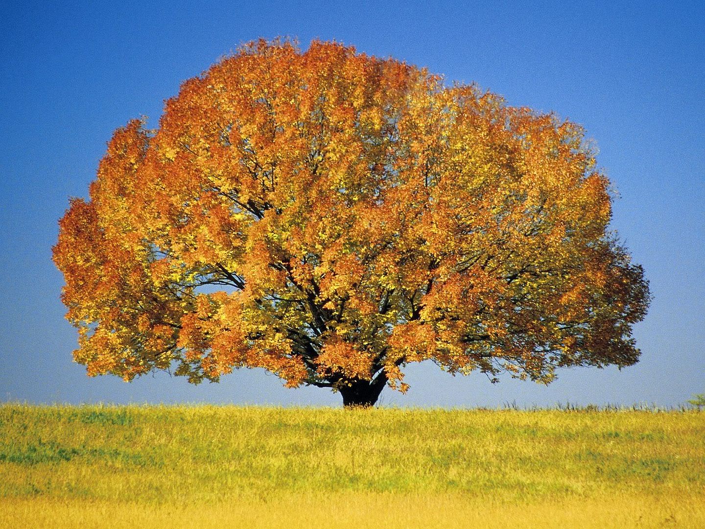 ColorfulMapleTree.jpg